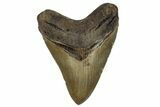 Very Nice Fossil Megalodon Tooth - North Carolina #258770-1